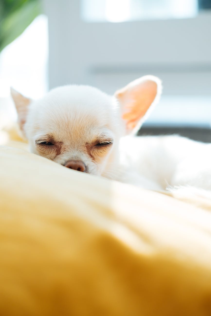 The Surprising Ways Your Pet’s Health Affects Your Own Well-Being”